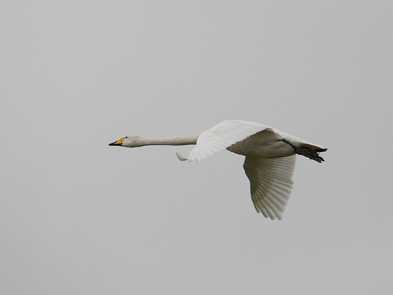 Cygnus cygnus Wilde Zwaan Whooper Swan